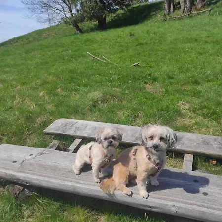 Apartamento Harzer Leidenschaft Bis 2 Hunde Willkommen Lage Dtv 5 Sterne 3 Pfoten *