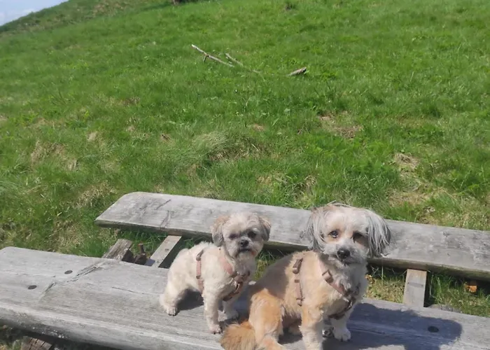 公寓 Harzer Leidenschaft Bis 2 Hunde Willkommen Lage Dtv 5 Sterne 3 Pfoten *